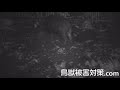 庭を荒らすイノシシ を自動撮影カメラ（トレイルカメラ）で撮影【鳥獣被害対策.com】