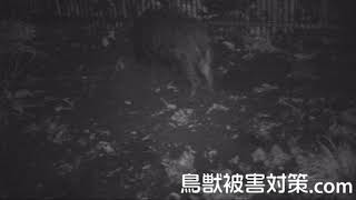 庭を荒らすイノシシ を自動撮影カメラ（トレイルカメラ）で撮影【鳥獣被害対策.com】