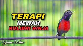 Download lagu TERAPI MEWAH KONIN GACOR FULL ISIAN COCOK UNTUK MENAIKKAN BIRAHI DAN PANCINGAN EMOSI KOLIBRI NINJA