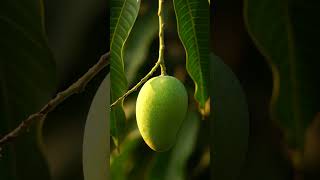 Fruit Ripening Naturally