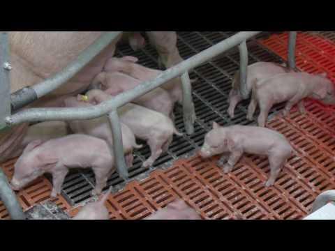 Видео: Как да отворите свинеферма