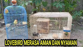 PREPARING A LOVEBIRD BREEDING CAGE | WHAT YOU NEED TO HAVE