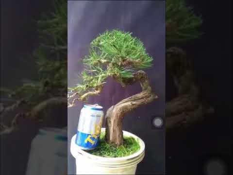 Bonsai.Cây Phi Lao Nhìn Điêu Quá :) |Nhà Nông Chơi Cây - YouTube