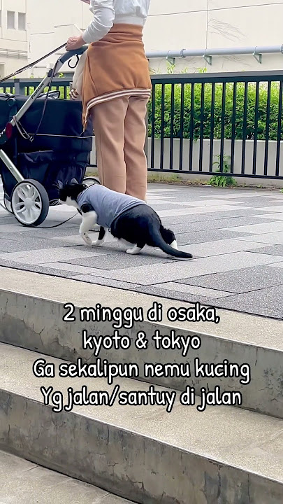 Jepang ga boleh ada kucing liar kah? #jepang #japan #kucing
