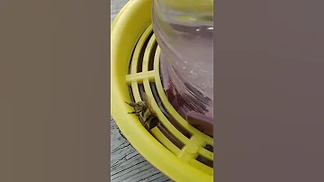 Вот как пьют пчелы воду🐝🐝🐝