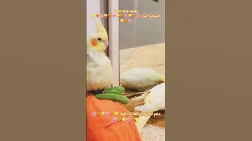 تلاوه عطره من الذكر الحكيم #اكسبلور #cutebird #foryou #cuteparrot #birds #parrot