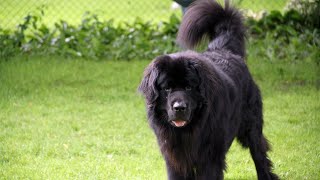 How to Train Your Newfoundland Dog to Get Along with Small Animals