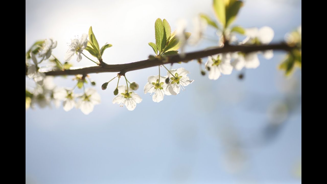 Cherry and Plum Blossom Seasons in Australia YouTube