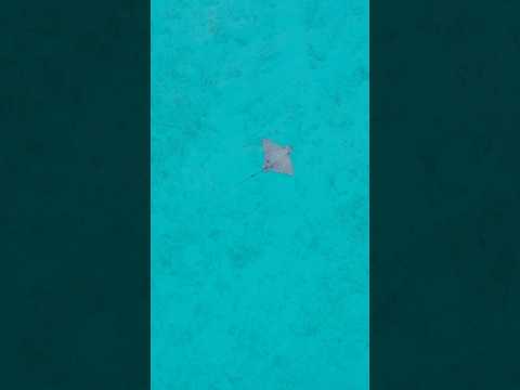 Этот цвет воды! 😍🔥 Обожаю его в море 🏝️Скат проплыл под нашим бунгало... Kudafushi Resort & Spa