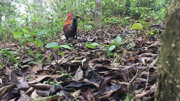 Bẫy Gà Rừng Cuối Mùa 2023 / Săn Bắt Mình Tôi TV