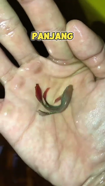 Spill Condition of Alien Wild Betta Type Betta Fry Now!!