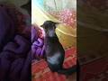 আমাদের কাল্লু#shortvideo #video #shorts #short #new 🩷🩷🩷🩷🩷🩷