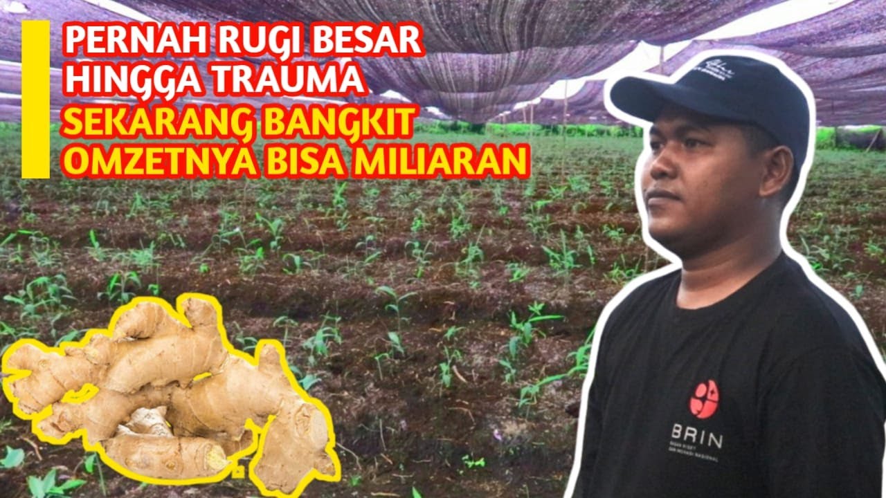 Petani Muda 30 Tahun, Bisa Hasilkan Miliaran Dari Bertani Jahe, Usaha Menjanjikan Jangka Panjang