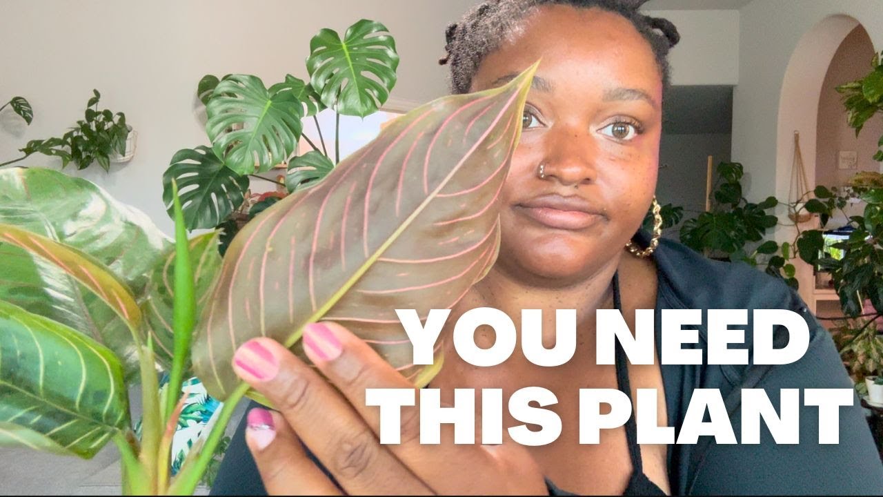 dracaena rikki Dracaena Rikki Cane - Live Plant in a 10 Inch Pot