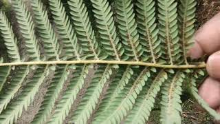 LARGE FERNS FROM AUSTRALIA, #SPOROPHYLLS,  #CRYPTOGAMES, #SPOREBEARINGLEAVES