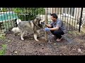 Sheru Alaskan Malamute Digging Tree Roots | Dog Digging Tree Roots