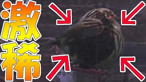 Mhw ゴワゴワ クイナ