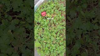 Ek din aisa bhi🐥#trending #dayinmylife #youtubeshorts #minivlog #vlog #trendingshorts #love #shorts
