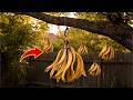 Hang The Banana Peel On A Branch Every House Needs This And No One Does It Creation Daily 