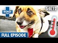 🐶 Overweight Dog | FULL EPISODE | S04E12 | Bondi Vet