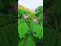 #이미자 #청춘고백 #여름꽃 #여유로운 #아름다운풍경 #옛날감성 #분홍색