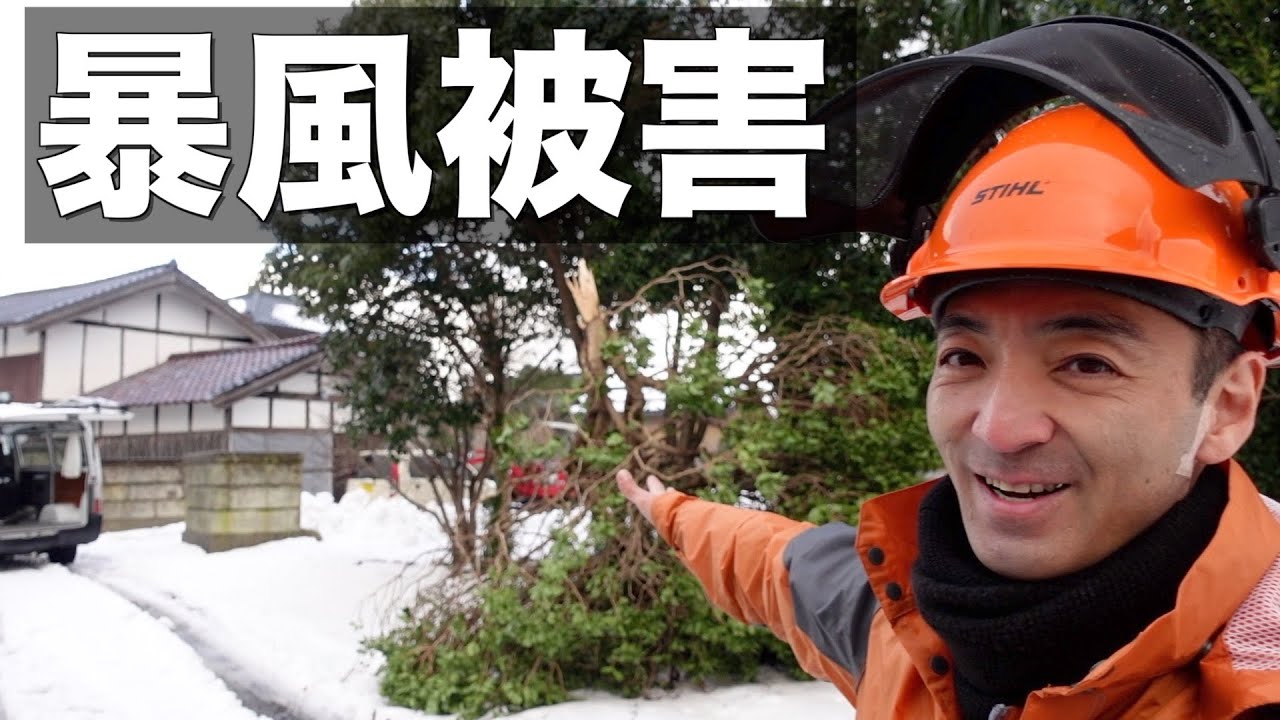佐渡を襲った暴風雪で折れた木の処理をしました