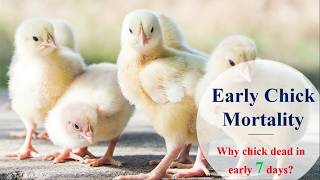 Early Chick Mortality In Poultry Save 99% Chicks Griffin Poultry
