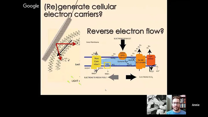 Annie Rowe: Eating rocks! Microbes that mobilize e...