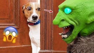 OMG! 🙀 Funny Dogs Scared Of Something - Funniest Animals Video | Amazing Animals by Amazing Animals 2,824 views 7 months ago 11 minutes, 26 seconds