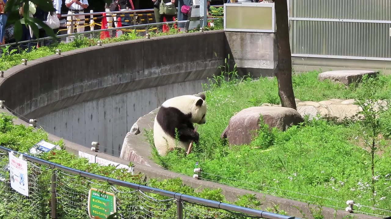 July 2, 2020 [Selection] Bamboo-Throwing Panda - YouTube