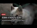 В селах Ужгородщини активізувалися вовки?
