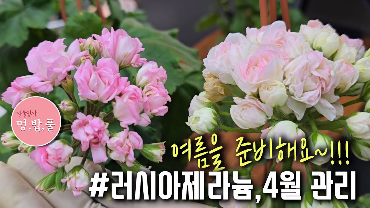 러시아제라늄,4월 관리 #러시아제라늄 #제라늄여름준비