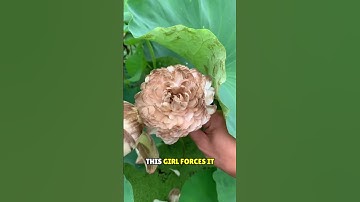 Thumbnail of The flowers That Never Blossom 😲😭