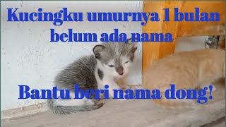 Kucing belum ada nama by RM Channel 33 views 1 year ago 3 minutes, 11 seconds