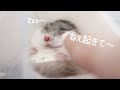 【予想外の結末！？】眠っているハムスターを起こそうとするとどんな反応をするのか検証してみた