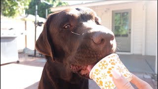 My Labrador Retriever Tries Doggy Ice Cream