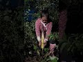 Amazing BambooShoots Cutting Skills #shortsfeed #bamboo #bamboo1 #viral #bushcraft #bambooacademy