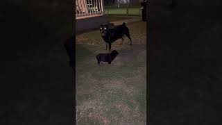 Baby Rottweiler Had Enough And Fights Mom