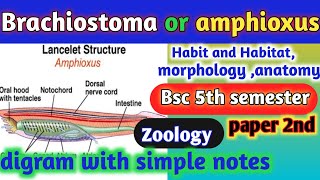 brachiostoma or amphioxus|Bsc 5th semester zoology brachiostoma|#brachiostoma#amphioxus