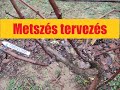 Metszés tervezés - tőketerhelés - oltások 2020