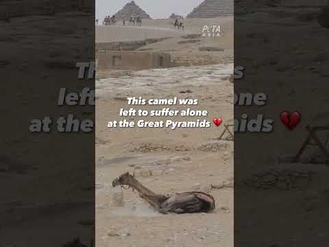 The Pyramids of