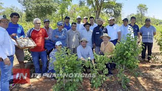Cnel Bogado Incursiona En Cultivo De Yerba Mate Ante Buena Expectativa En El Rubro