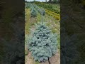 Супер Блю Сідлінг елітна ялина з насичено-блакитною хвоєю та ідеальною конічною кроною від виробника