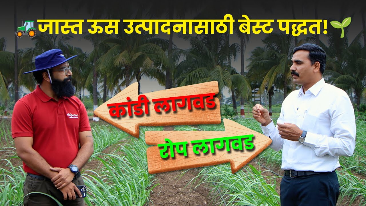 Us Lagwad 🌾 ऊस लागवड कांडी की रोप? | KVK Baramati तज्ञांचा सल्ला 👨‍🌾 Sugarcane farming | AgroStar