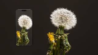 Transparent Background Export for App Demo Videos | SmoothCapture Demo screenshot 3