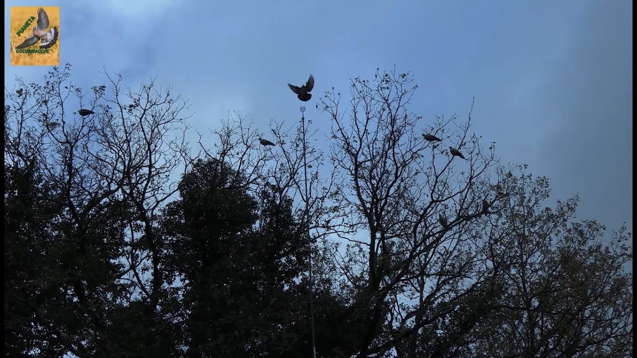 I primi giorni all'edera