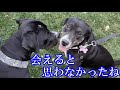 【奇跡】施設を転々としていた犬。 一時預かりの家で判明した驚きの事実！その姿に涙・・・。【感動する話】