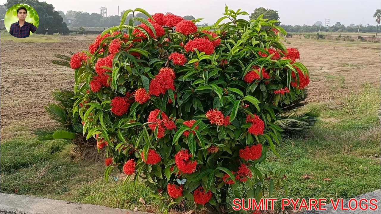 Morning nature sound Devotional music Flute music Devotional