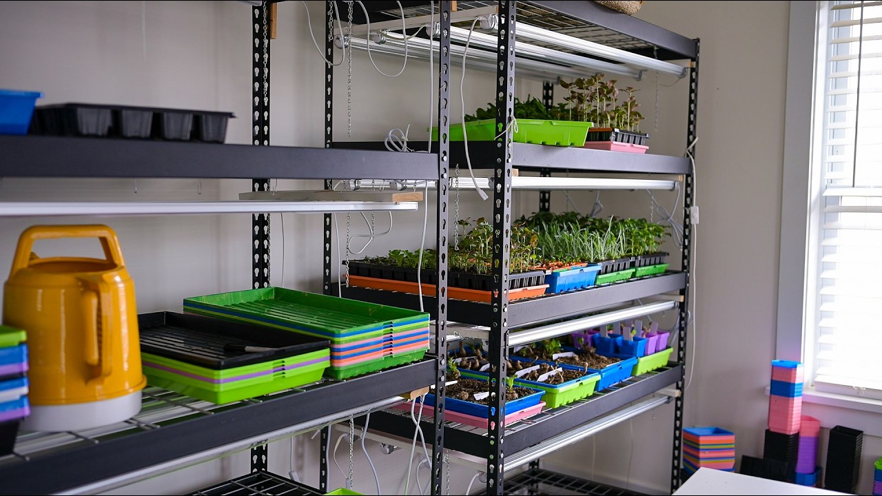 February Indoor seedling UPDATE 🌼These look so good!