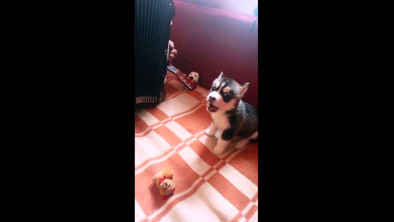 подарили папе собаку